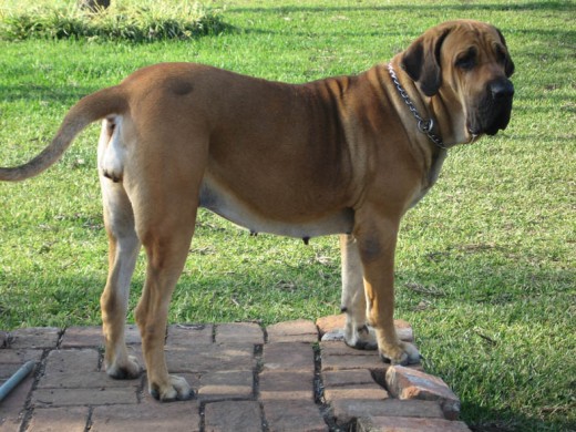 Acá a los tres años. Excelente guardiana y posiblemente el mejor perro que he tenido en mi vida.